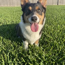 Stormi - Pembroke Welsh Corgi