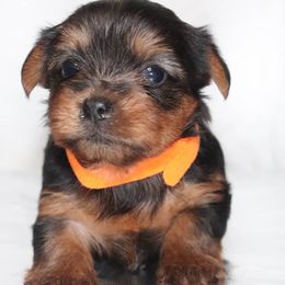 Yorkshire Terriers from Uptown Yorkies