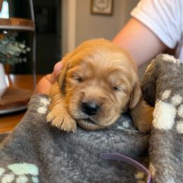 Purple girl - Golden female Golden Retriever puppy in Macy, Indiana from Macy Golden Meadows