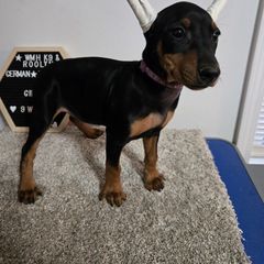 Brite cropped F- Purple - Black female German Pinscher puppy in Chatham, Virginia from Wild Mountain Haven K9