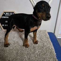 Brite cropped F- Purple - Black female German Pinscher puppy in Chatham, Virginia from Wild Mountain Haven K9