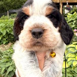 Musky - Tri-Roan male English Springer Spaniel puppy in Bay City, Wisconsin from Springer Hills Farm