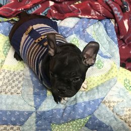 Boston Terrier, Bulldog, and French Bulldog Puppies from Tracy’s TLC Club