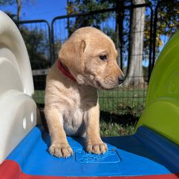 Sandy (Bradshaw) - Yellow female Labrador Retriever puppy in Alger, Ohio from Osborne Family Retrievers
