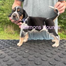 Poppy - Blue ticked and tan female Bluetick Coonhound puppy in Mount Pleasant, Texas from Harmons Hounds