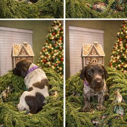 Purple female - Liver roan female German Shorthaired Pointer puppy in Osawatomie, Kansas from Doyle’s GSP
