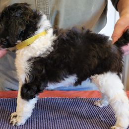 Poodle Puppies from Chapel Hill Poodles
