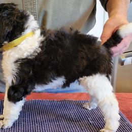 Poodle Puppies from Chapel Hill Poodles