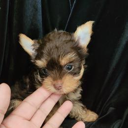 Rosie - Chocolate and tan female Yorkshire Terrier puppy in Buda, Texas from BIOLA'S YORKIES