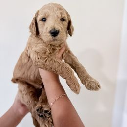 Light blue - Apricot male Goldendoodle puppy in Beaumont, California from Alaya Rae Doodles