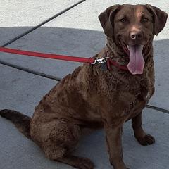 Chesapeake Bay Retrievers from Boulder Canyon Kennels