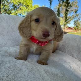 Heatwave - Red male Dachshund puppy in Ontario, Oregon from Get A Long Little Doggie
