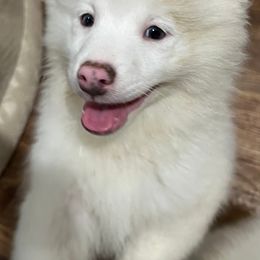 Pomeranians and Pomskies from Michelle’s Posh Pomsky