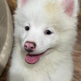 Pomeranians and Pomskies from Michelle’s Posh Pomsky