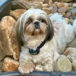 Lily - Shih Tzu