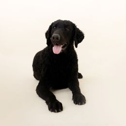 Harpo - Curly-Coated Retriever