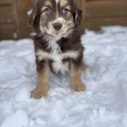 Red - Red tri male Miniature Australian Shepherd puppy in Cumberland, Wisconsin from Homestead Doxies & Shepherds LLC