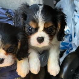 Chica - Tri-color female Cavalier King Charles Spaniel puppy in Spring Hill, Florida from Stardom Chihuahuas & CKCS