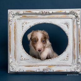 Border Collie Puppies from Contact Point Border Collies