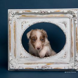 Border Collie Puppies from Contact Point Border Collies