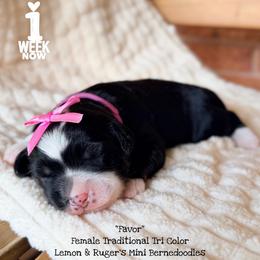Favor - Tri-color female Bernedoodle puppy in Orange, Texas from Walk with Me Doodles
