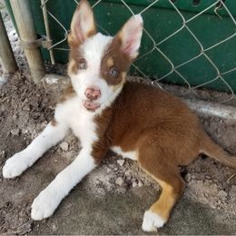Border Collies from Tarot Border Collies