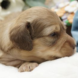 Dachshund Puppies from 30 Acre Woods Dachshunds