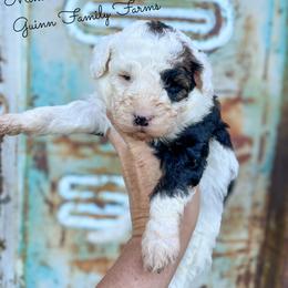 Rivet - Tri-color female Bernedoodle puppy in Grove, Oklahoma from Guinn Family Farms