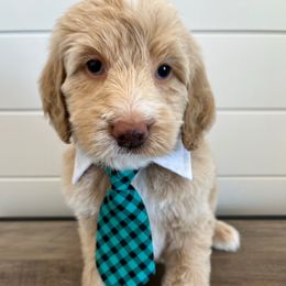 Waffles - Yellow and white male Bernedoodle puppy in Garrettsville, Ohio from Sunset Family Farm