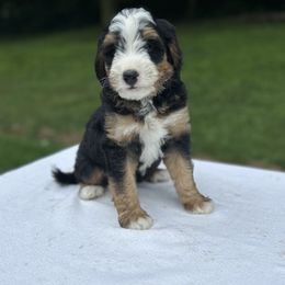 Izzy - Tri-color female Bernedoodle puppy in Sugarcreek, Ohio from Cuddly Companion Doodles