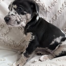 Genevieve - Black female Catahoula Leopard Dog puppy in Cottonwood, California from Cottonwood Creek Catahoula’s