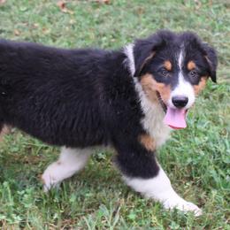 Palmer - Black tri-color male Australian Shepherd puppy in Kansas, Oklahoma from Windy G Farm