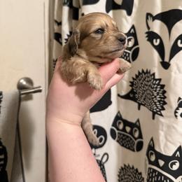 Flower - Dapple female Dachshund puppy in Huntingdon, Pennsylvania from Indian Creek Springers and Doxies