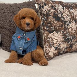 Honey - Red  female Goldendoodle puppy in Anaheim, California from Cuddle Bear Doodles