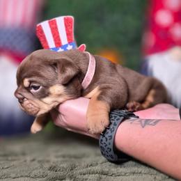 Queenie - Chocolate tri-color female Bulldog puppy in Burleson, Texas from Diamond Deluxx Frenchies