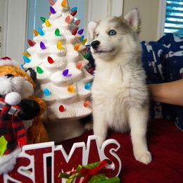 Siberian Husky Puppies from A&C Siberian Huskies