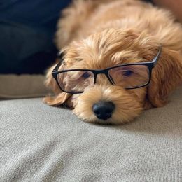 "English Goldendoodle Puppy from Moss Creek Goldendoodles" Goldendoodle and Schnoodle Puppies from Moss Creek Goldendoodles