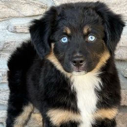 Olivia - Black tri female Miniature Australian Shepherd puppy in Cunningham, Tennessee from Copper Creek Aussies