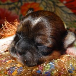 AKC Xerxus - Red gold male Lhasa Apso puppy in Fort Washington, Maryland from GyanGanj Lhasa Apso