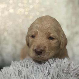Jack - Apricot male Goldendoodle puppy in Naples, Florida from Goldendoodles Of Naples