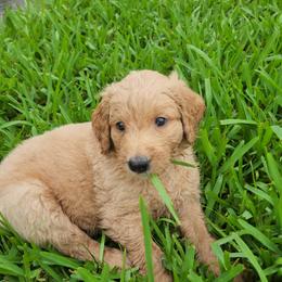Goldendoodle Puppies from Costa's Curly Canines
