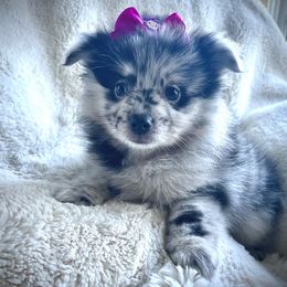 Eddie - Blue merle female Pomeranian puppy in Ann Arbor, Michigan from Pleasant Lake, Pom Pups