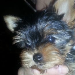 Yorkshire Terriers from Tammy's Yorkies