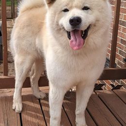 Akita and Japanese Akitainus from Sierra Mountain Akitas