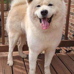 Akita and Japanese Akitainus from Sierra Mountain Akitas