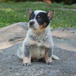 Madagaskan Sunset - Blue speckled female Australian Cattle Dog puppy in Buffalo Valley, Tennessee from Buffalo Valley Breeders