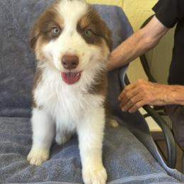 Australian Shepherd Puppies from Al Sira Australian Shepherds
