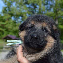 Neon green - Blue female German Shepherd puppy in Grand Rivers, Kentucky from Von Frieden German Shepherds LLC