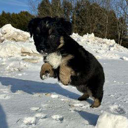 Comet - Black tri-color female Australian Shepherd puppy in West Union, Iowa from Boundless Hearts Australian Shepherds LLC