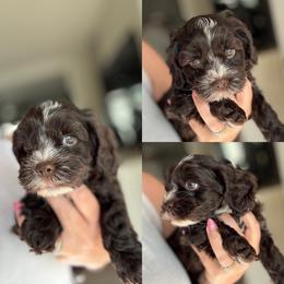 Theodore - Brown male Cockapoo puppy in Lafayette, Louisiana from Kinkade Kennels